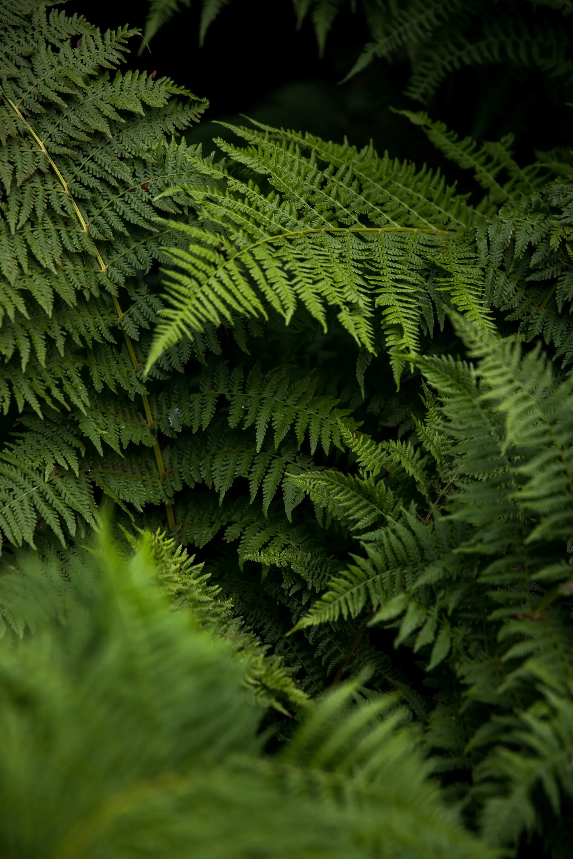 Frondas de helecho en el bosque húmedo del sur de Chile — branding con raíz territorial